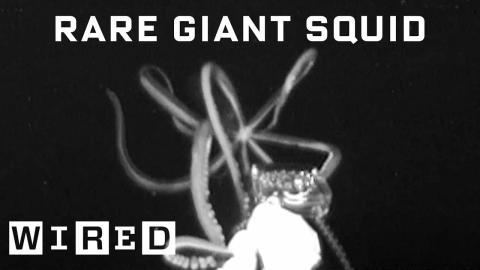 Scientist Explains How She Captured Rare Giant Squid Footage | WIRED
