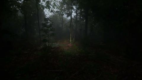 MAWI Meadow Forest | Unreal Engine 5.3 | Sneak Peek Overcast #unrealengine #UE5 #gamedev
