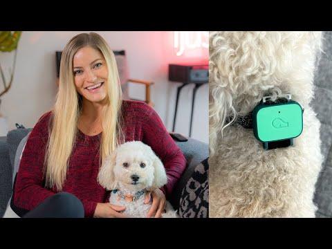 Testing a Pet Health Tracker on my dog - Whistle Health ????