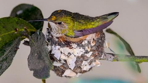 My Hummingbird Nest Story ????????????