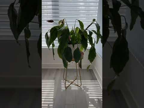 48hr Plant Timelapse!! Wow!!! #shorts