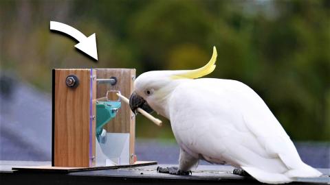 Can I teach Cockatoos to use TOOLS?