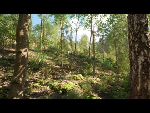 Unreal Engine 5.3 - MAWI - European Birch Forest - Sneak Peek #unrealengine #UE5 #gamedev