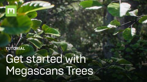 Get started with Megascans Trees