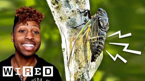 Bug Expert Explains Why Cicadas Are So Loud | WIRED