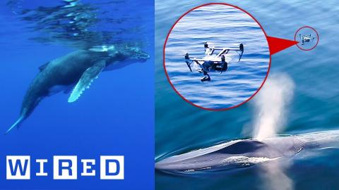 Biologist Explains How Drones Catching Whale Snot Helps Research | WIRED