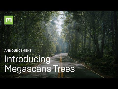 Introducing: Megascans Trees