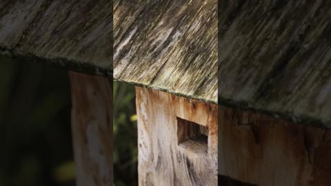 Wooden Beehive | Megascans