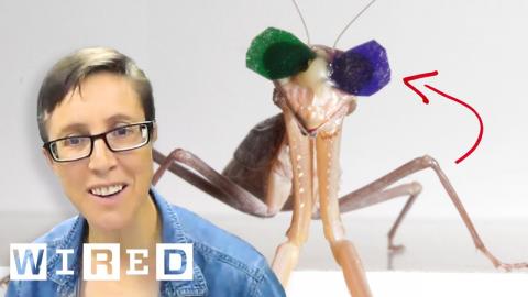 Vision Scientist Explains Why These Praying Mantises Are Wearing 3D Glasses | WIRED