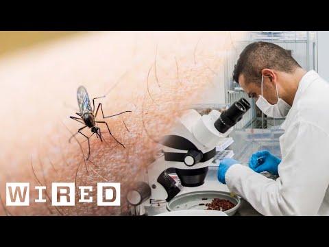 The Science Behind Genetically Modified Mosquitoes | WIRED