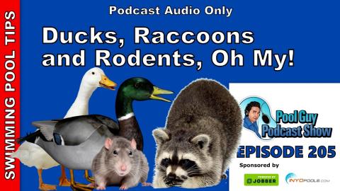 Ducks, Raccoons and Rodents, Oh My!: Tips on How to Deal with Unwanted Critters in your Pool