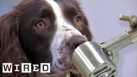 Scientist Explains Why Dogs Can Smell Better Than Robots | WIRED