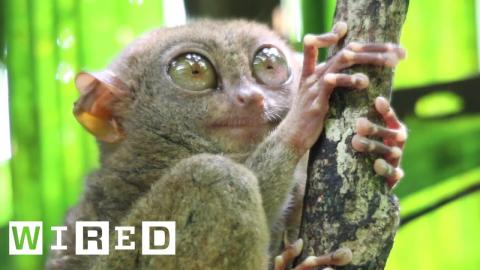 The Real Animal That Looks Like Baby Yoda | WIRED