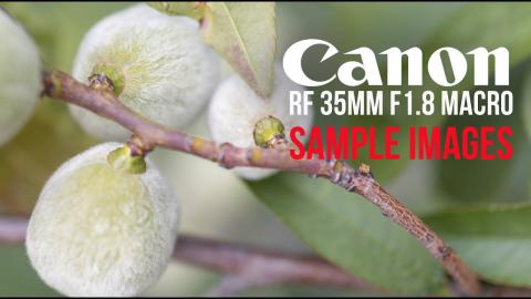 This Canon 35mm 1.8 macro lens can't be underestimated