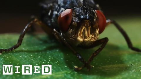 Botflies are a Nightmare ???? | WIRED
