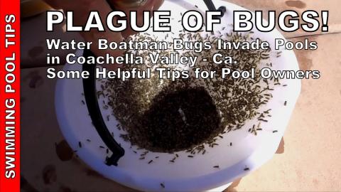 PLAGUE OF BUGS! Water Boatman Bugs Invade Pools & Lakes in the Coachella Valley - Helpful Tips