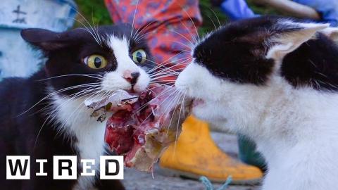 Cat Expert Explains Why Some Cats Eat Human Corpses | WIRED