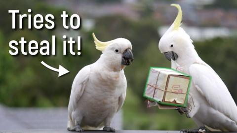 I made gifts for wild cockatoos and this happened