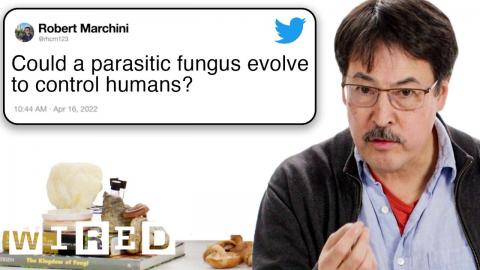 Mycologist Answers Mushroom Questions From Twitter | Tech Support | WIRED