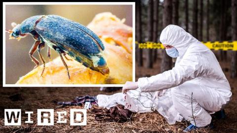 How Entomologists Use Insects to Solve Crimes | WIRED