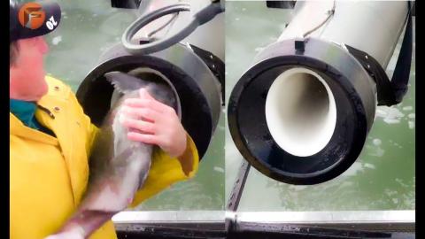 8 Crazy Fish Processing Inventions & Other Fish Technologies