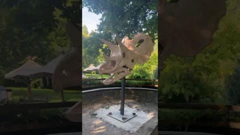 Triceratops 3D Printed Skull for Zoo Prague