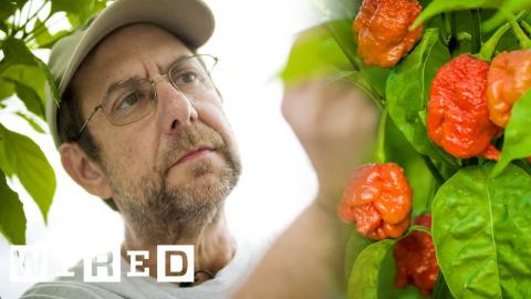 How This Guy Made the World's Hottest Peppers | Obsessed | WIRED