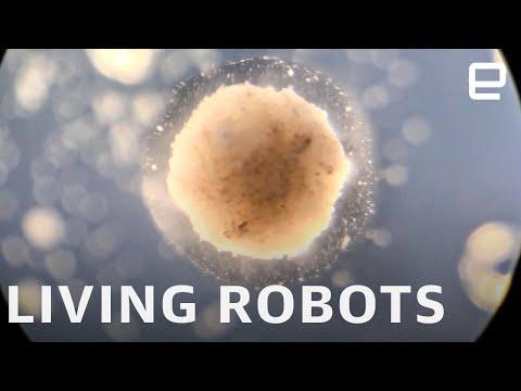 Researchers create the world's first living, programmable robots