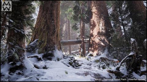 MAWI - Redwood Forest - Winter Update