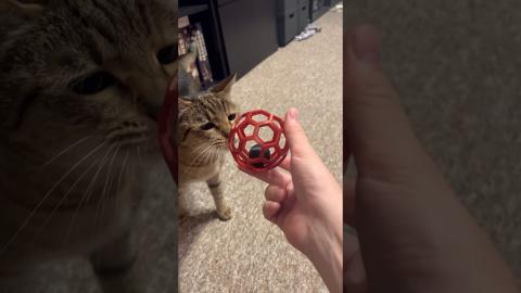 Buckyball for Pets | 3D Printing Ideas