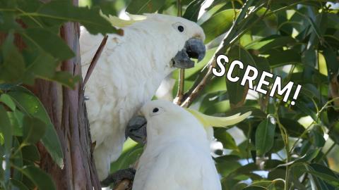 Why I can't record at 5pm... (Australian Birds)