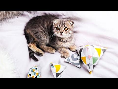 5 Amazing Pet Gadgets You MUST HAVE! ▶9