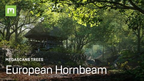 Megascans Trees: European Hornbeam Pack