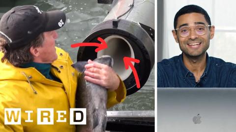 Scientist Explains Viral Fish Cannon Video | WIRED