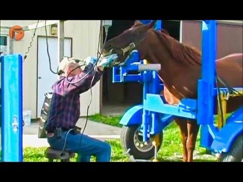 When Horses visit the Dentist ▶UNBELIEVABLE MACHINES