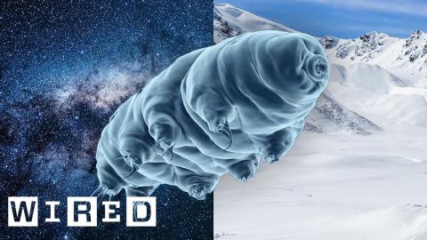Why Scientists Are Stress Testing Tardigrades | WIRED