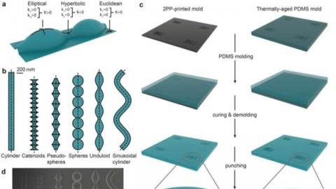 3D Printing News Unpeeled: BellaSeno and Evonik, Curved Cells