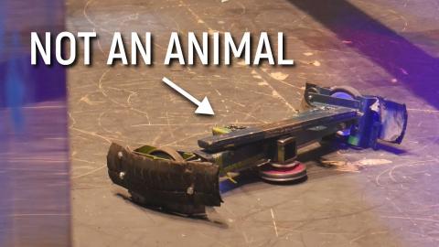 YouTube Mistakes Combat Robots as Animal Cruelty?! Not Impressed.