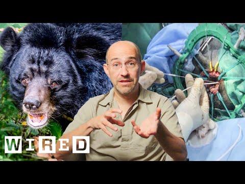 How a Vet Performs Dangerous Surgeries on Wild Animals | WIRED