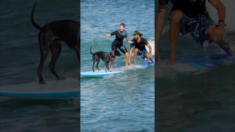 Surfing with a dog!