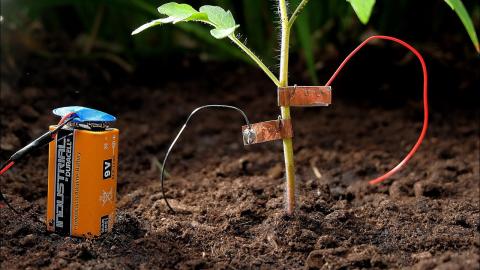 Growing tomatoes this summer? Try this to 100% keep snails away!